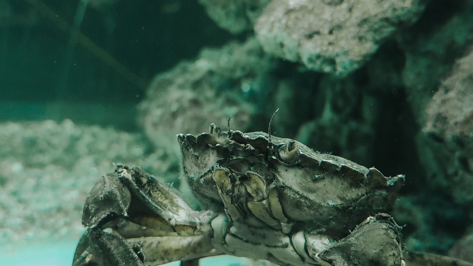 岩場にすむカニ